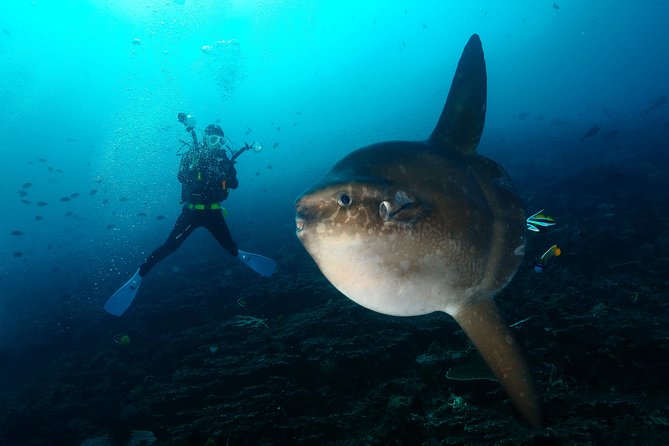 Nusa Penida Day Trip for 3 dives - Forty-five minutes by speedboat to the island