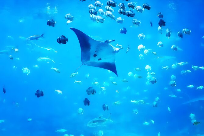 Nusa Penida Island Beach Tour With Snorkeling - Departure From Bali Island - Why this Nusa Penida day trip works