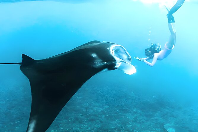 Nusa Penida Island Beach Tours with Snorkeling From Bali - Gamat Bay: a quieter first snorkel stop