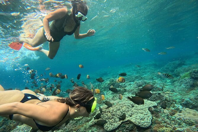Nusa Penida : Snorkeling Trip Manta Point, Gamat Bay and Wall Bay - Gamat Bay brings coral and fish into the picture