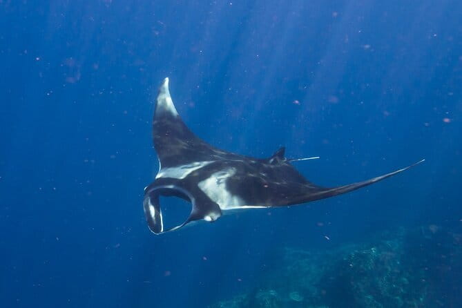 Nusa Penida : Snorkeling Trip Manta Point, Gamat Bay and Wall Bay - Who will enjoy this Nusa Penida outing