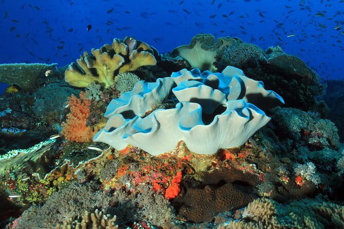 Nusa Penida : Snorkeling Trip Manta Point, Gamat Bay and Wall Bay - Wall Bay or GT Point when currents are strong