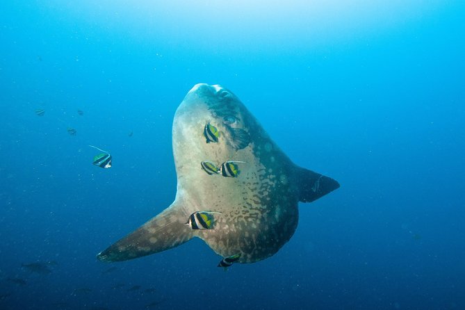 Nusa Penida Three Dives Trip for Certified Divers - Key points to know before booking