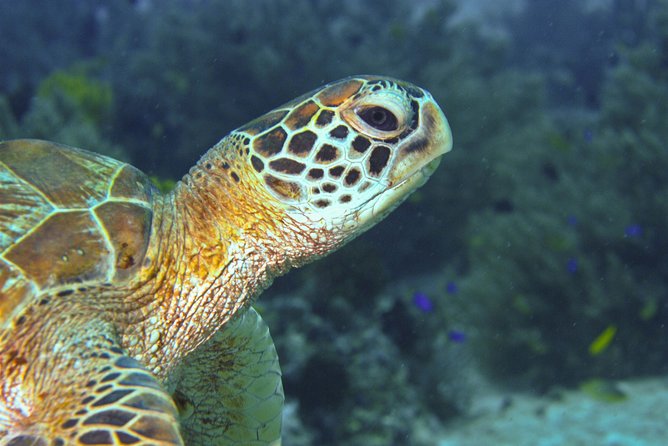 Nusa Penida Three Dives Trip for Certified Divers - What the small-group setup means for you