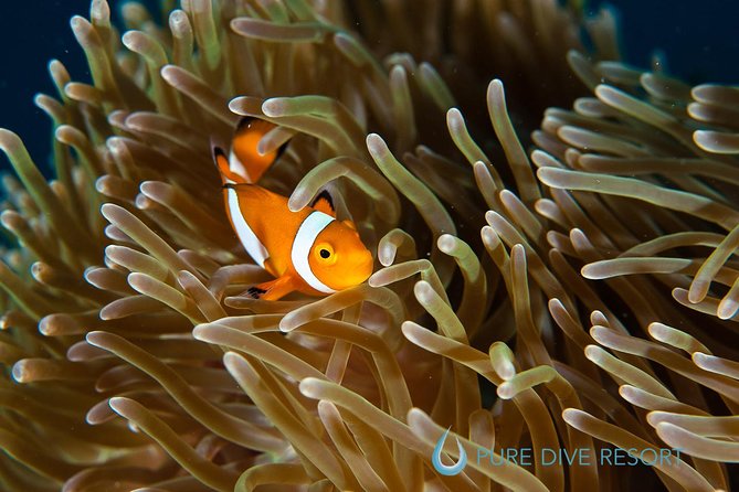Nusa Penida Three Dives Trip for Certified Divers - East Penida for reefs and smaller sea life