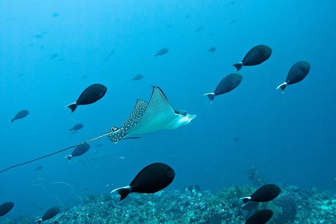 Nusa Penida Try Scuba Diving Program - for Non-Certified Divers - A sensible first step into scuba