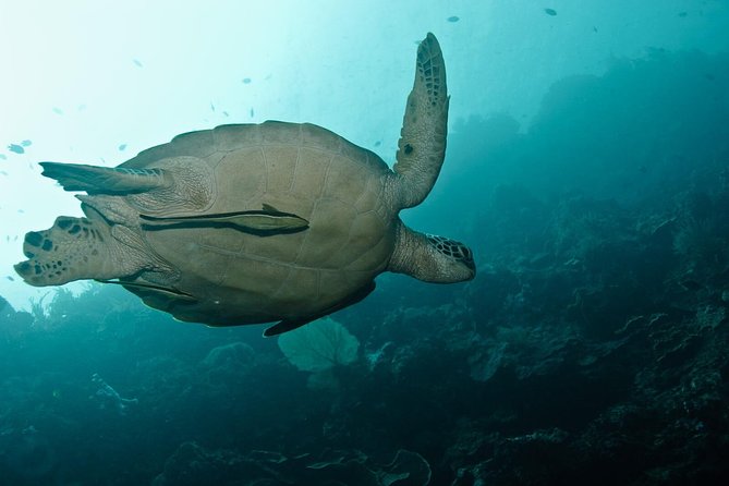 Nusa Penida Try Scuba Diving Program - for Non-Certified Divers - Why the two-to-one ratio matters