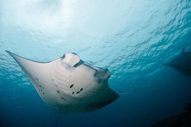 Nusa Penida Two Dives Trip for Certified Divers - First underwater session: looking for manta rays