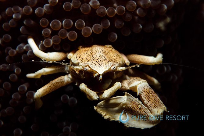 Nusa Penida Two Dives Trip for Certified Divers - Second session: coral and marine life around East Penida