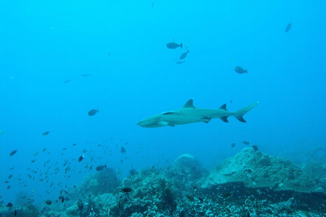 Nusa Penida Two Dives Trip for Certified Divers - Who will enjoy this most?