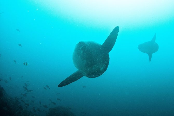 Nusa Penida Two Dives Trip for Certified Divers - What your 8 am morning looks like at Pure Dive Resort