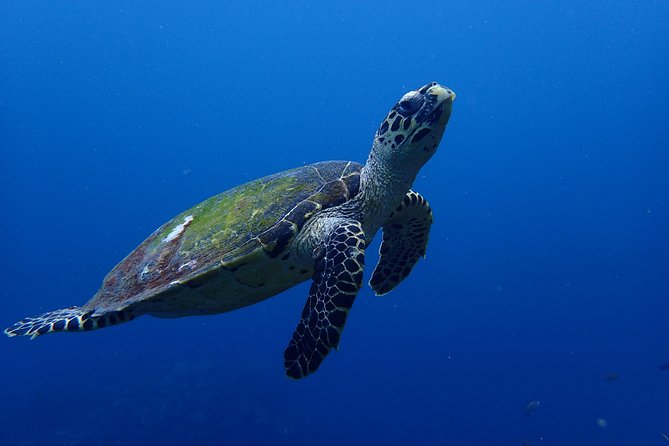 Open Water Course in Nusa Lembongan - Get Certified on remote island (next Bali) - Toyapakeh and the appeal of marine life