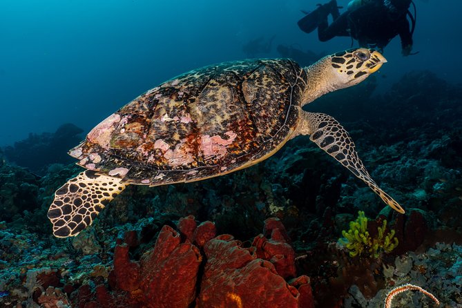 Open Water Course in Pemuteran - Get Certified in Bali - Why Pemuteran works for a first scuba course