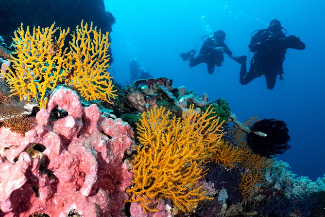 Open Water Course in Pemuteran - Get Certified in Bali - Day three: four qualification sessions completed around Menjangan
