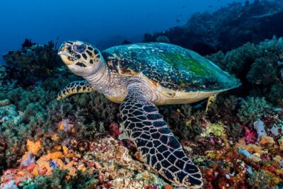 Open Water Course in Pemuteran – Get Certified in Bali