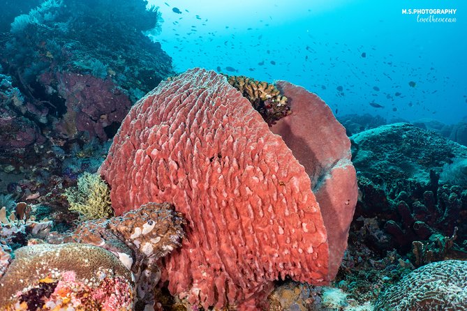 Open Water Course in Pemuteran - Get Certified in Bali - What the $379.18 price really covers