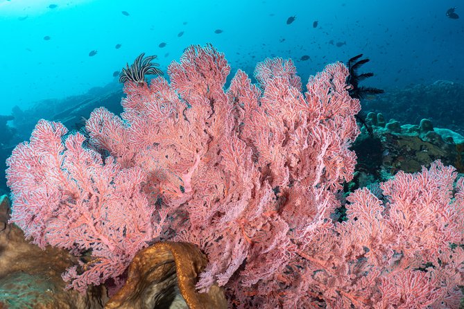 Open Water Course in Pemuteran - Get Certified in Bali - Who will feel comfortable on this course