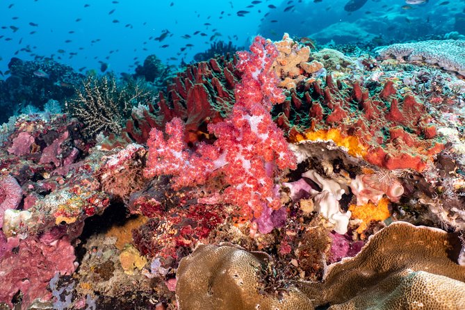 Open Water Course in Pemuteran - Get Certified in Bali - Small details that make the experience easier