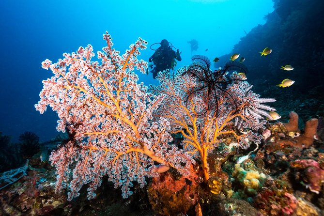 Open Water Course in Tulamben - Get Certified in Bali - What the SSI Open Water certificate allows