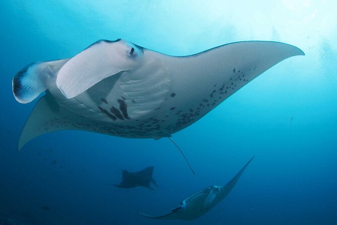 PADI Open water Course in Lembongan - Get certified & dive anywhere in the world - Who should book this course?