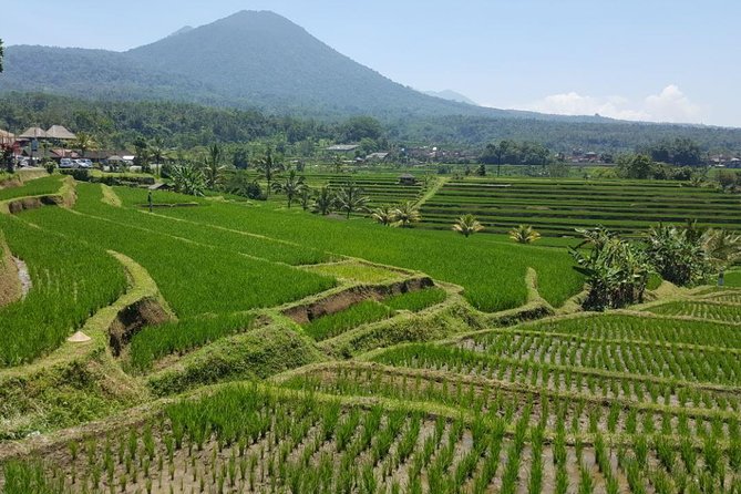Private 4-Day Tours - Best Bali Tours Package - Best of Bali Highlights - The private guide can change the feel of the trip
