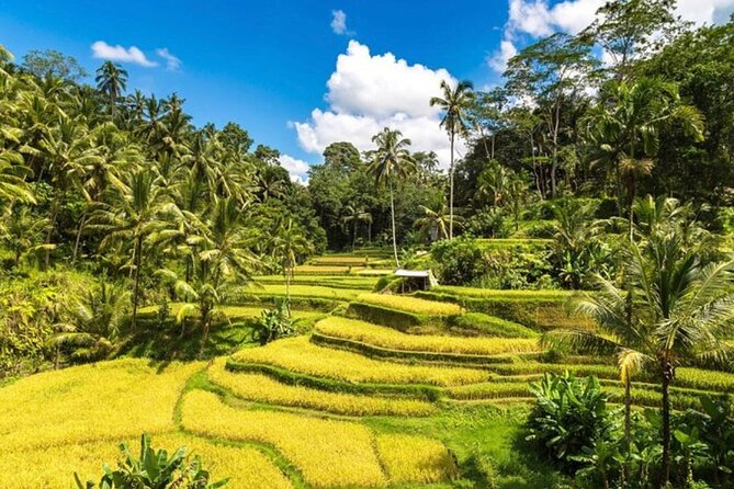 Private Bali Tour - All Inclusive - Tirta Empul: a sacred spring and living Balinese practice