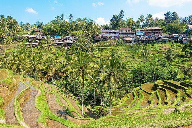 Private Car Charter - Explore Best of Bali - Campuhan Ridge Walk and central Ubud