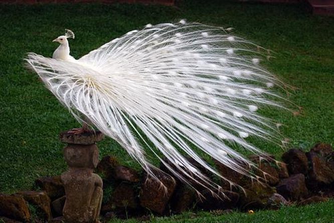 Private Custom Tour: 10-hour Best of Bali Tour - Ubud’s cultural core: Monkey Forest, Batuan, and Elephant Cave