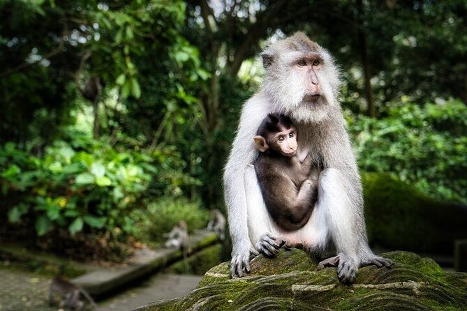Private Day Tour In Ubud With Jungle Swing All Inclusive - Monkey Forest, where nature and temples share the path