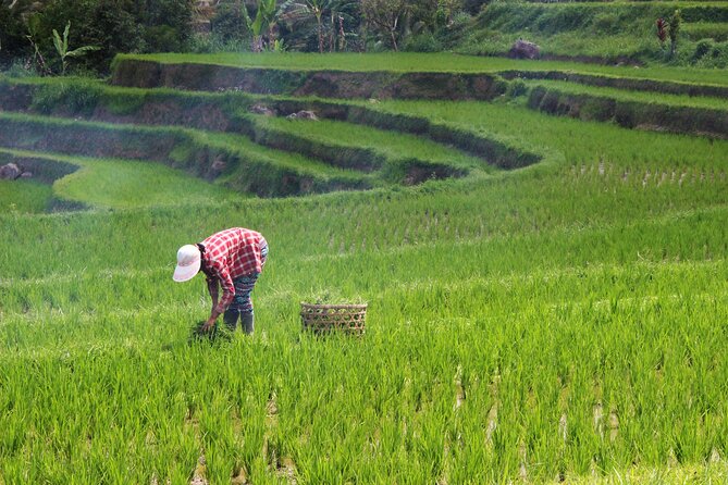 Private Full-Day Handara, Ulun Danu, Jatiluwih and Tanah Lot Tour - What the private car changes