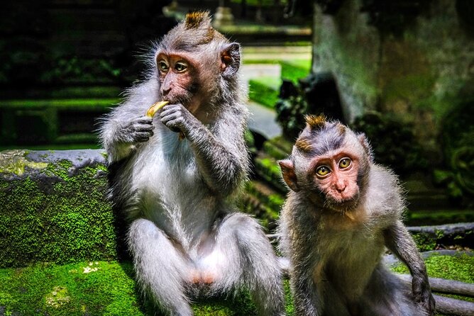 Private Full Day Tour In Ubud Bali - Tegenungan Waterfall: the day’s most physical stop