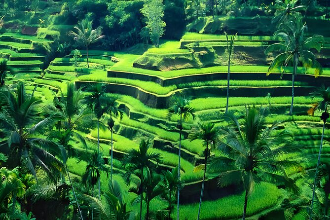 Private Half-Day Tour: The Best Ubud Half Day Trip Packages - What the private vehicle adds
