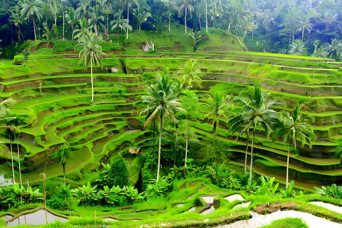 Private Half Day-Tour: Ubud Art Village Trip - Ubud Traditional Art Market: browse with a plan