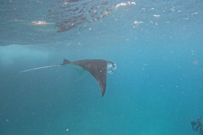 PRIVATE Nusa Penida on Boat Snorkeling & Island Tour (INCLUSIVE) - A manta-ray morning from Sanur