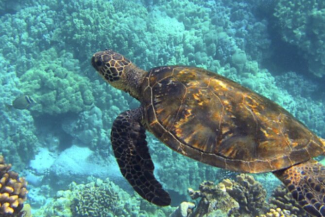 Private Snorkeling from Nusa Penida - Lunch, beach-club time, and what is included
