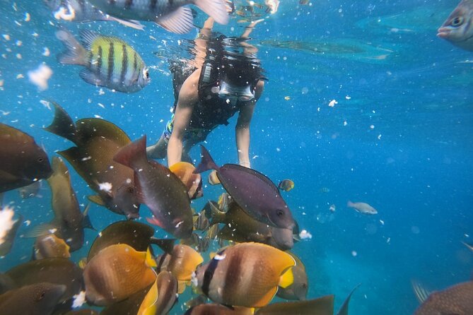Private Snorkeling in Manta Bay, Gamat Bay & Wall at Nusa Penida - From Kuta to Sanur Harbor