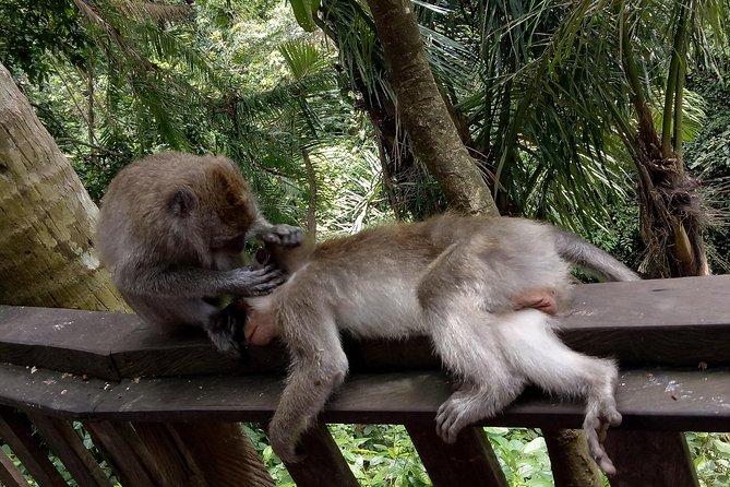 Private Tour to Sumampan Waterfall, Monkey forest, Rice terraces and Swing - Walking the Tegalalang Rice Terraces
