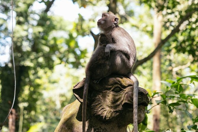 Private Ubud Day Tour Waterfalls Sacred Monkeys and Rice Fields - A full Bali sampler from Kuta