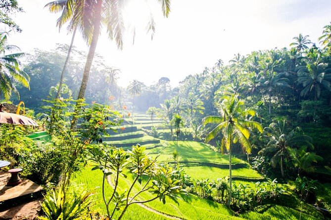 Private Ubud Day Tour Waterfalls Sacred Monkeys and Rice Fields - What the $27 price really covers