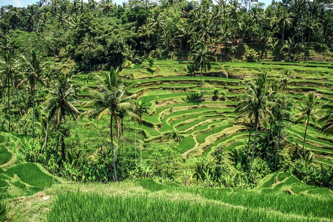 Private Ubud Tour: Monkey Forest, Waterfall & Rice Terrace - Why this private Ubud route works
