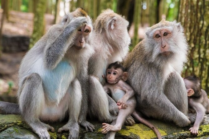 Private Ubud Tour: Monkey Forest, Waterfall & Rice Terrace - Optional sights in central Ubud