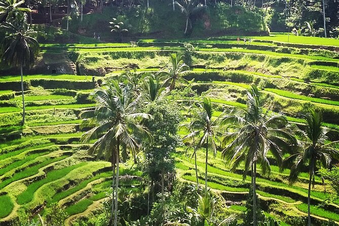 Private ubud tour : Temple Bathing + Mount Batur + Rice Terrace. - Manuaba Waterfall for a cool jungle break