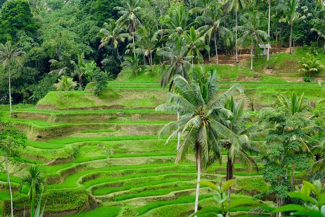 Private Ubud Tour with Hidden Waterfalls - What this private Bali day actually delivers
