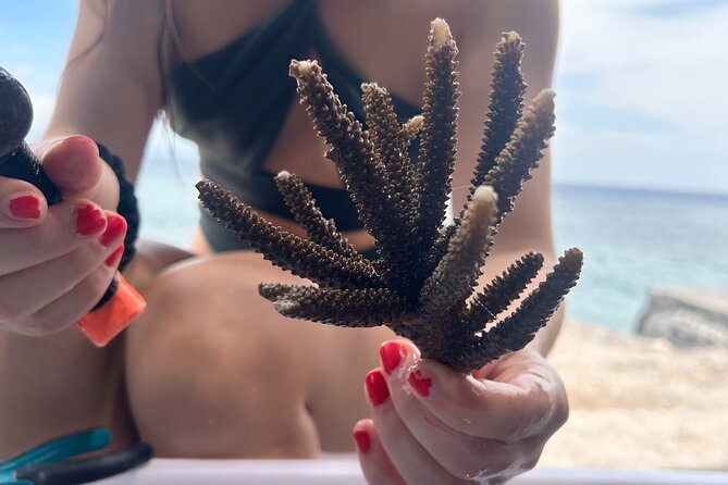 Reef Rehabilitation Course and Snorkeling - A six-hour lesson with a job to do
