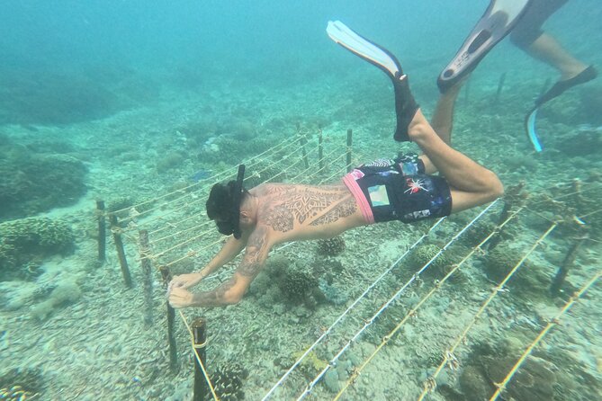 Reef Rehabilitation Course and Snorkeling - Understanding coral before touching it
