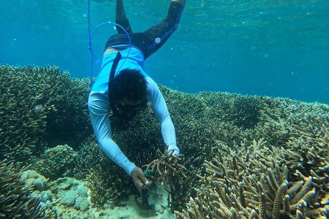 Reef Rehabilitation Course and Snorkeling - Harvesting fragments and preparing the ropes