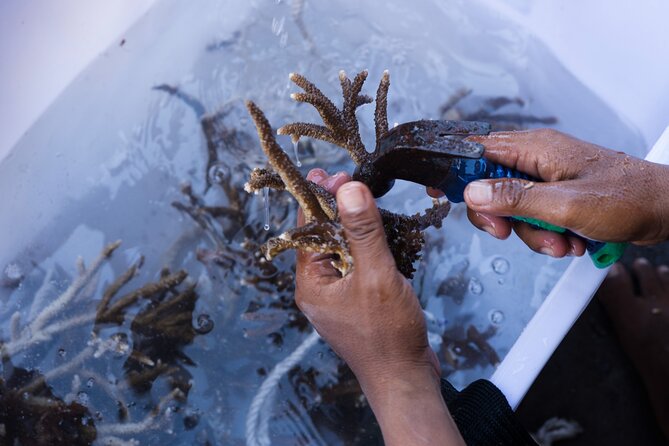 Reef Rehabilitation Course and Snorkeling - What the $62.61 price really covers