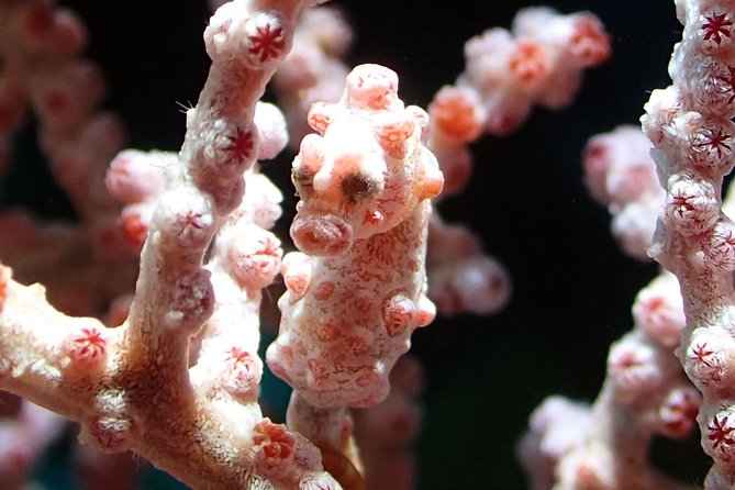 Scuba Diving Gili Tepekong & Mimpang 2 dives for certified divers - Why Gili Mimpang and Gili Tepekong are special