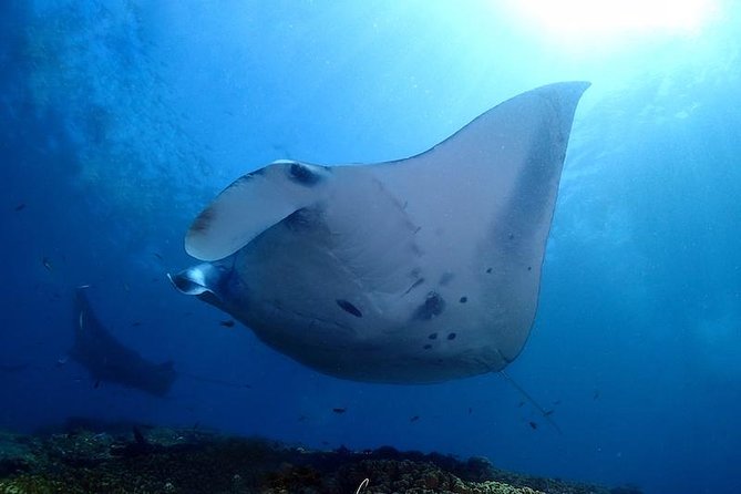 Scuba Diving in Nusa Penida - Manta Point - The 45-minute crossing from Sanur to Nusa Penida