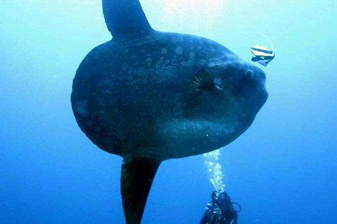 Scuba Diving in Nusa Penida - Manta Point - Equipment, safety, and comfort underwater